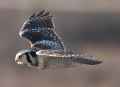 Ястребиная сова фото (Surnia ulula) - изображение №1674 onbird.ru.<br>Источник: www.owlpages.com